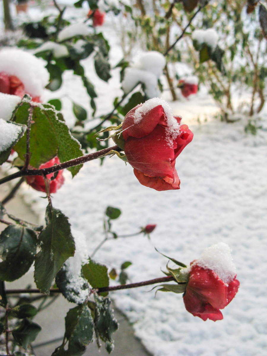 Rose im Winter (Bild: Der Weg)
